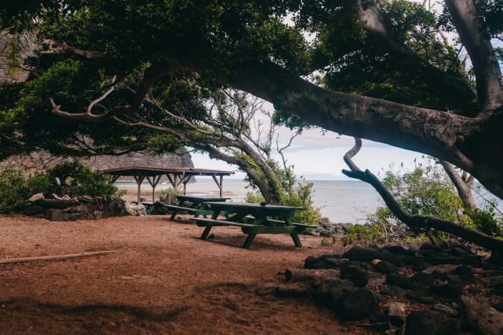 Picnic tables under large trees by a sandy beach with ocean view.