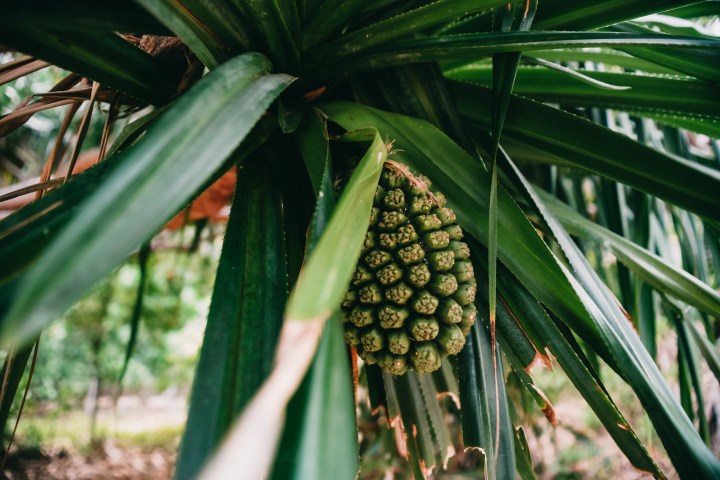 Close-up of green pandanus fruit surrounded by long, spiky leaves.
