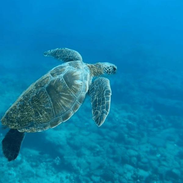 a turtle swimming under water