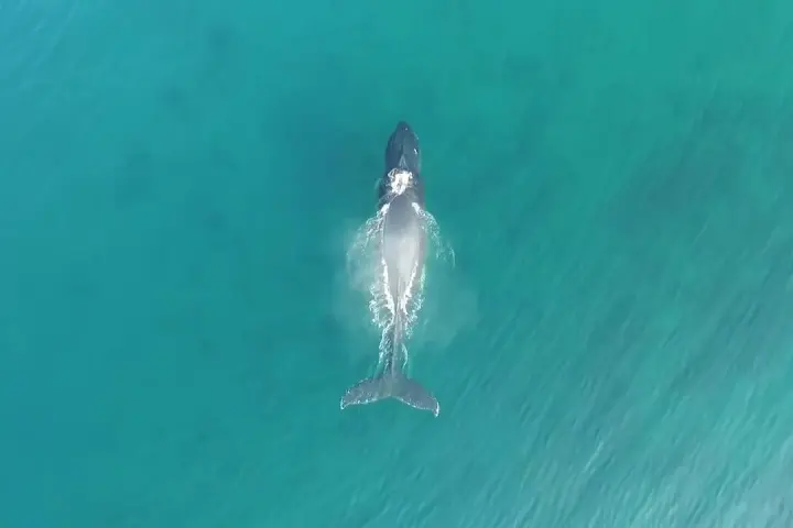 a fish swimming under water
