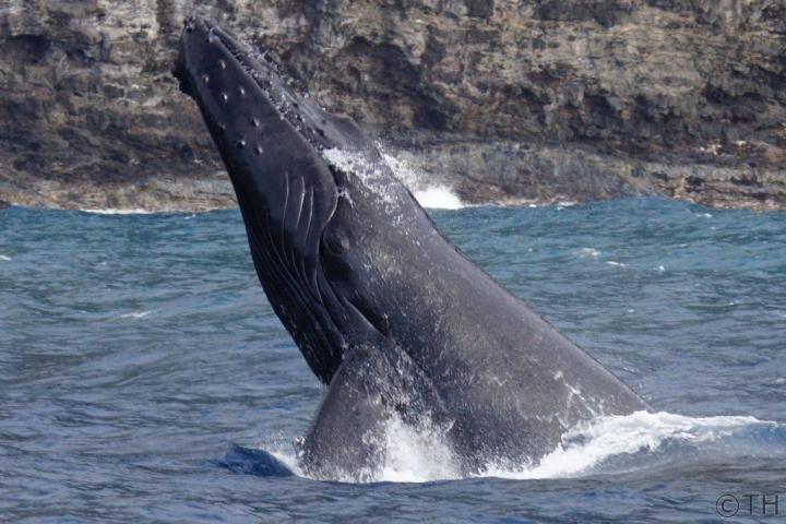 a whale jumping out of the water