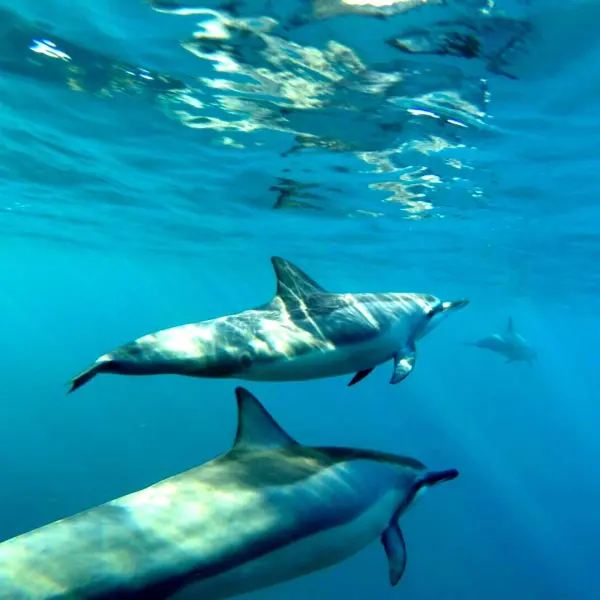 a bird flying over a body of water