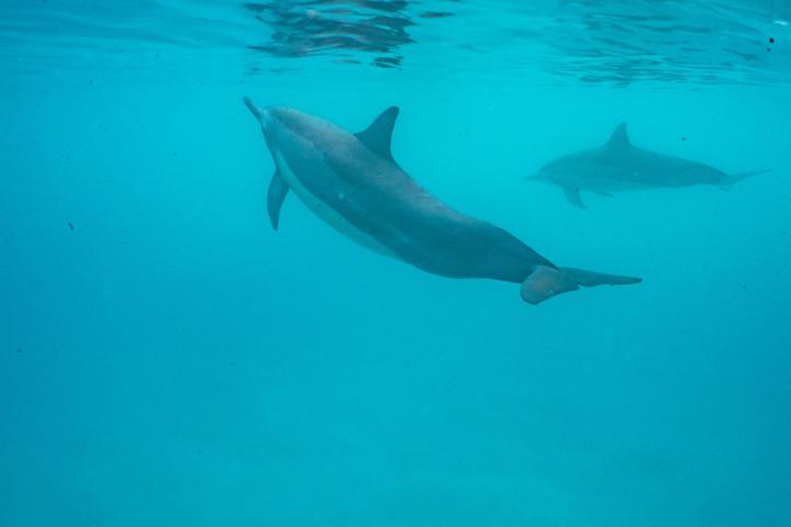 a fish swimming under water