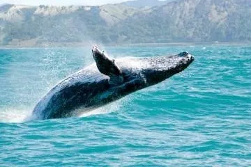 a whale jumping out of the water