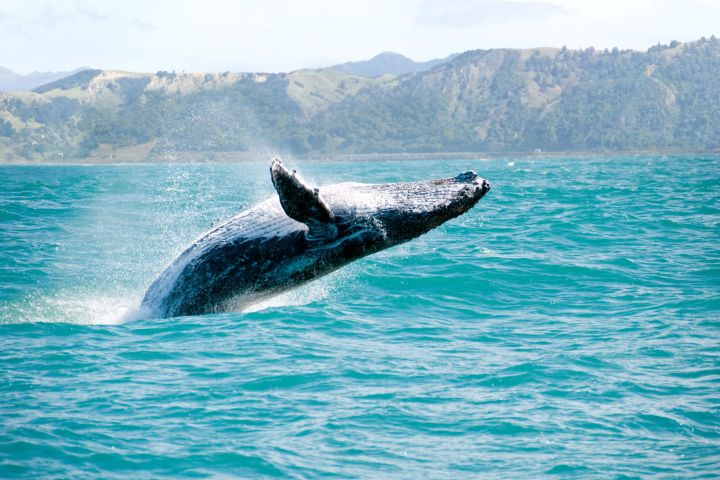 a large body of water with a mountain in the background