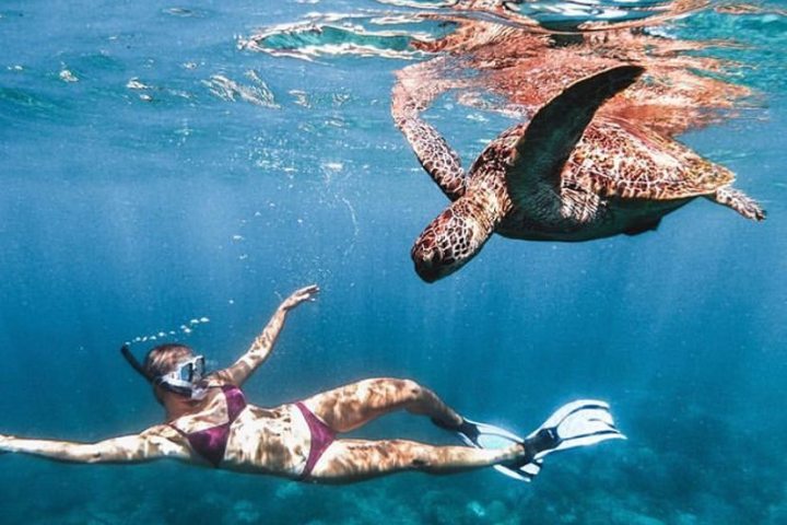 a flock of seagulls are swimming in a body of water