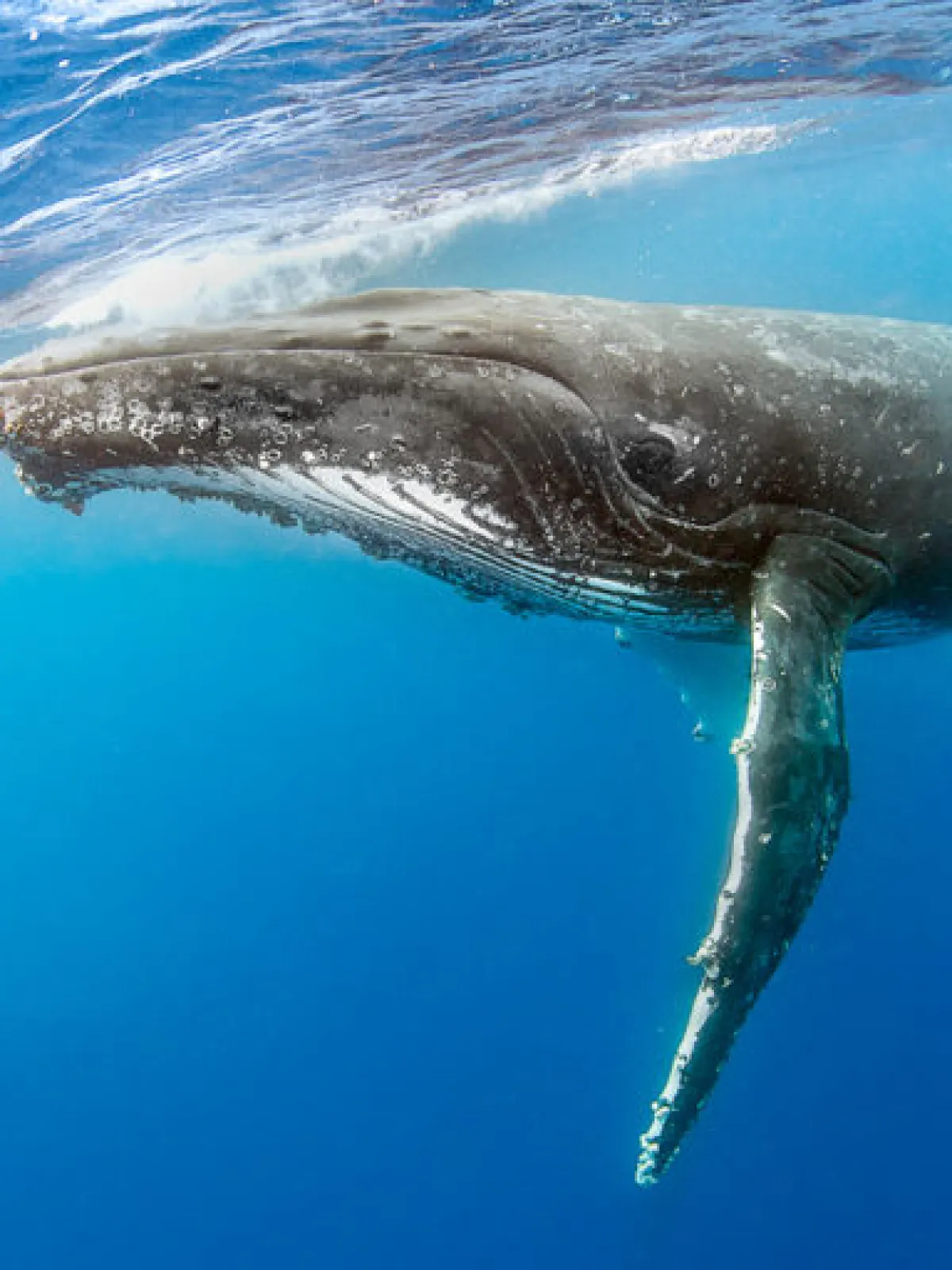 an animal swimming in the water