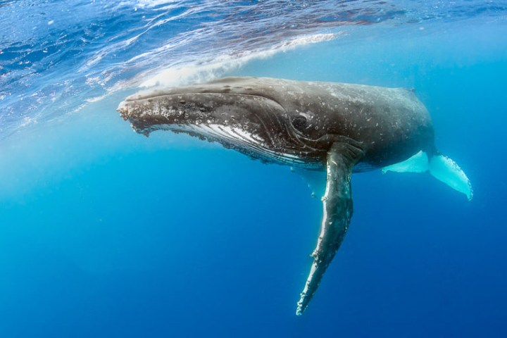 an animal swimming in the water