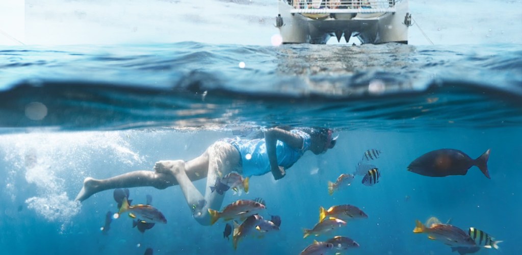 What Marine Life Can You See While Scuba Diving? Top Species Guide