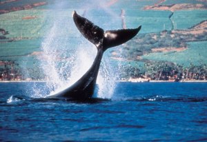 a dolphin jumping out of the water