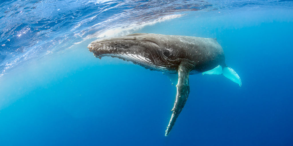 What Kinds of Whales Are In Hawaii? - Hawaii Whale Season Guide