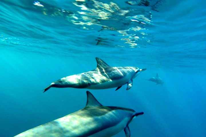 a bird flying over a body of water