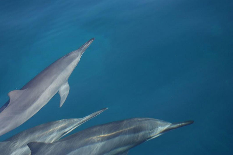 places-in-kauai-to-spot-dolphins dolphins-in-kauai-hawaii