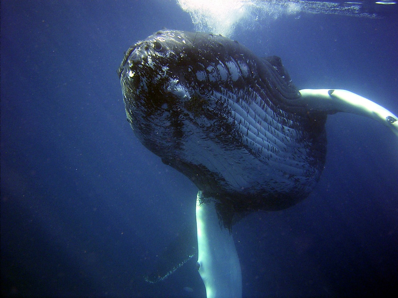 different-humback-whale-behaviors whale diving under the ocean surface in Kauai