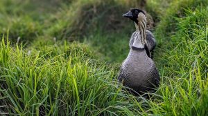 hawaiian-nene-goose-standing-up-in-tall-green-grass