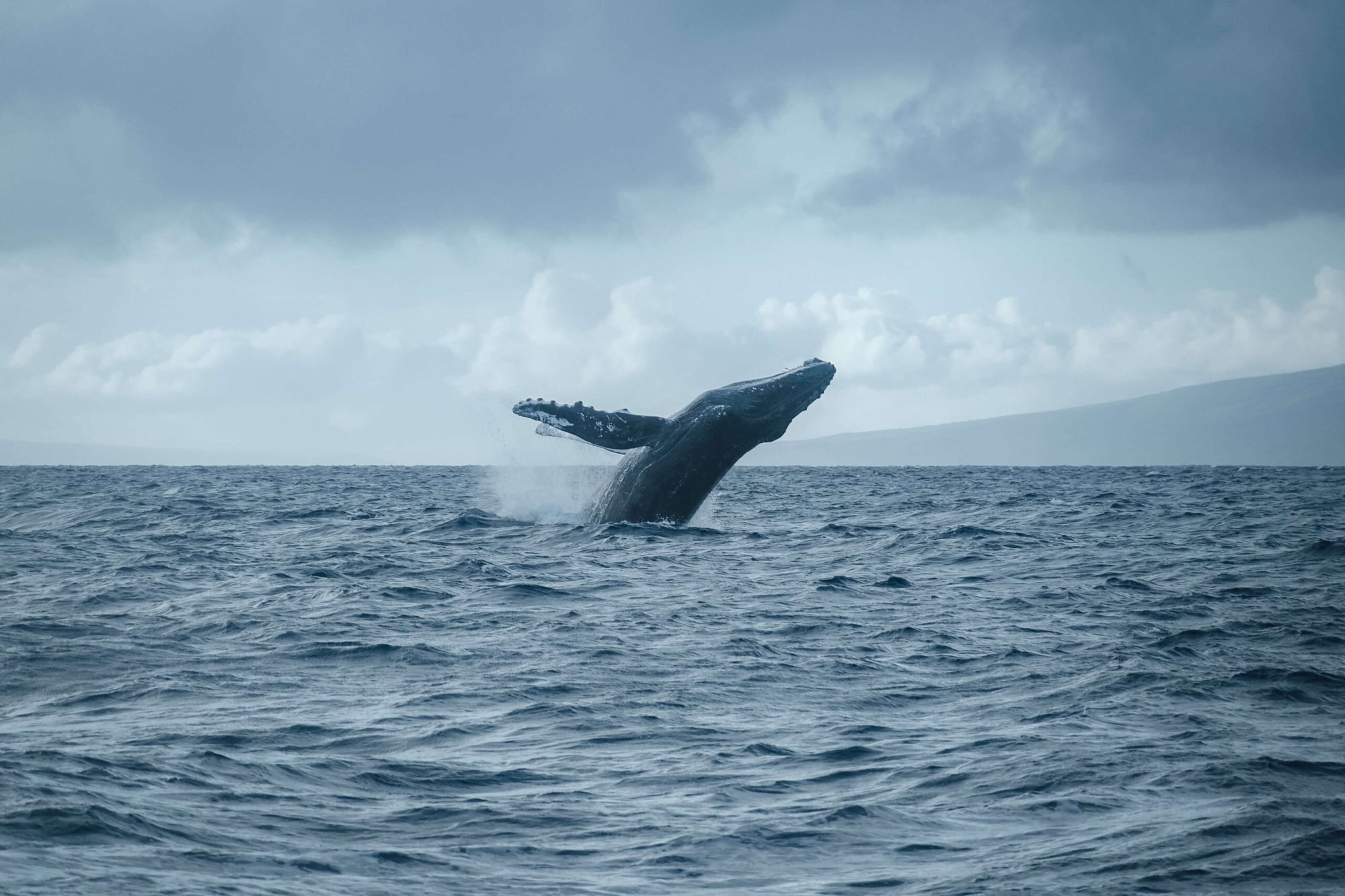 a-whale-breaching-the-water-off-the-coast-of-hawaii