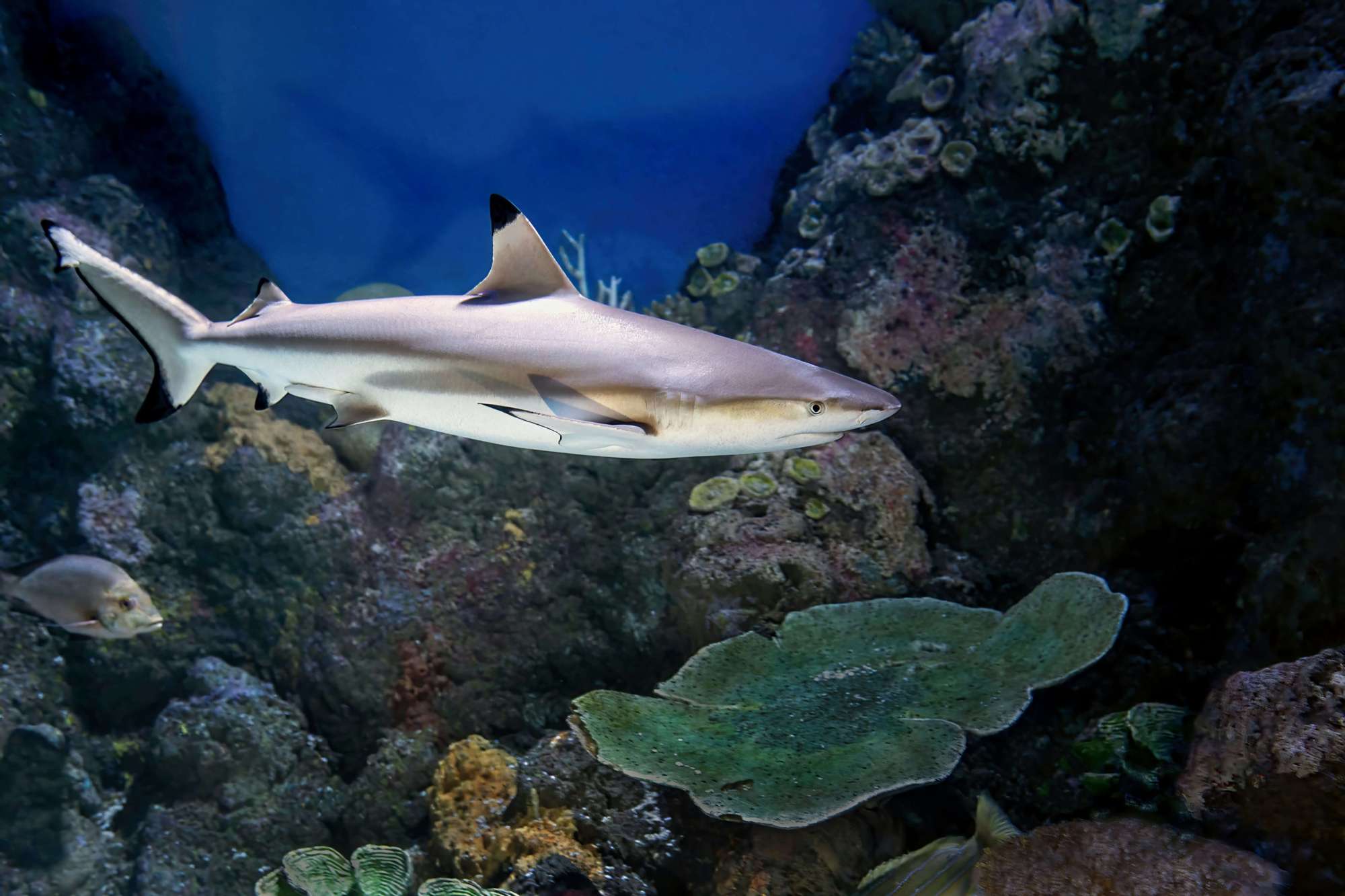 david-clode-njssDHIcZYU-unsplash (1) a blacktip reef shark swimming through the water with a coral reef in the background