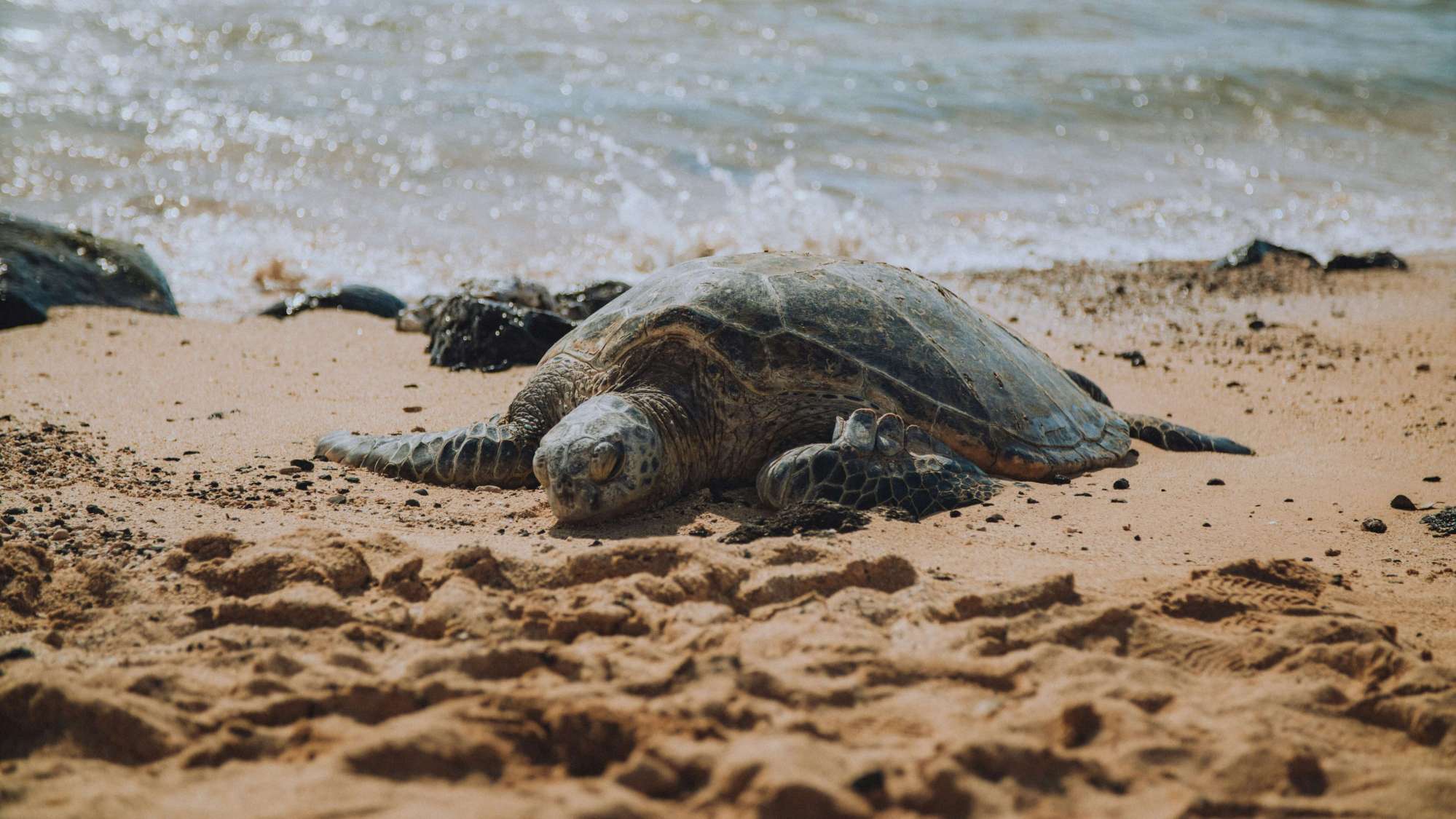 zane-persaud-Mc2q9dWkda0-unsplash (1) a turtle laying on the sandy beach of poipu, kauai with some water in the background