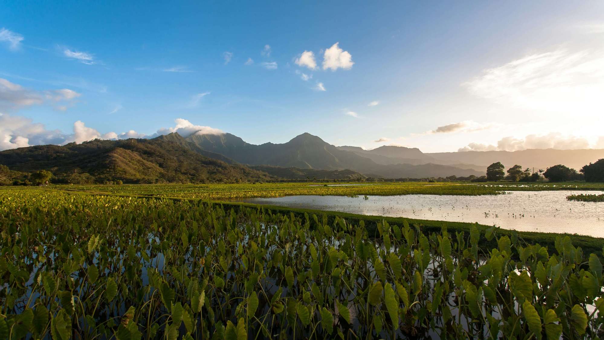 daniele-nabissi-fmApgG89YOg-unsplash (1) a photo taken by the side of a body of water in kauai with some flowers and mountains in the background