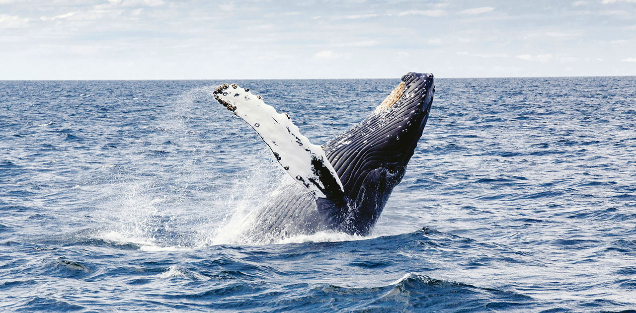 why-do-whales-breach Learn why whales breach and discover other stunning behaviors to watch during whale season on Kauai’s Nā Pali Coast. Join us for an unforgettable tour!