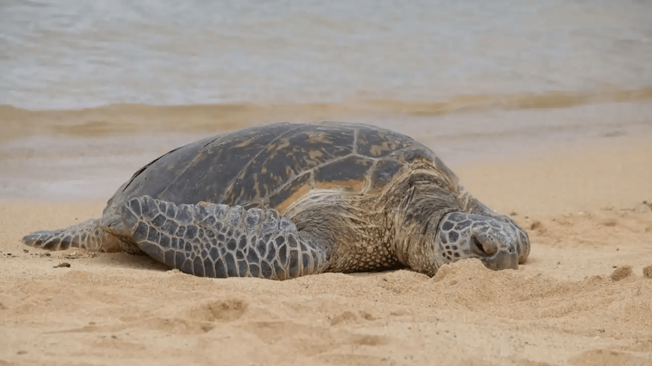 learn-more-about-hawaiian-green-sea-turtles A Hawaiian sea turtle resting in the sand with the ocean in the background