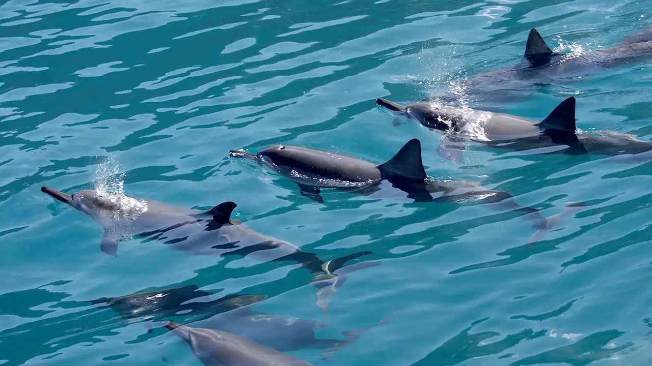 Pod of dolphins swimming in clear blue water, just some of the sea life you can see in Hawaii during the summer.