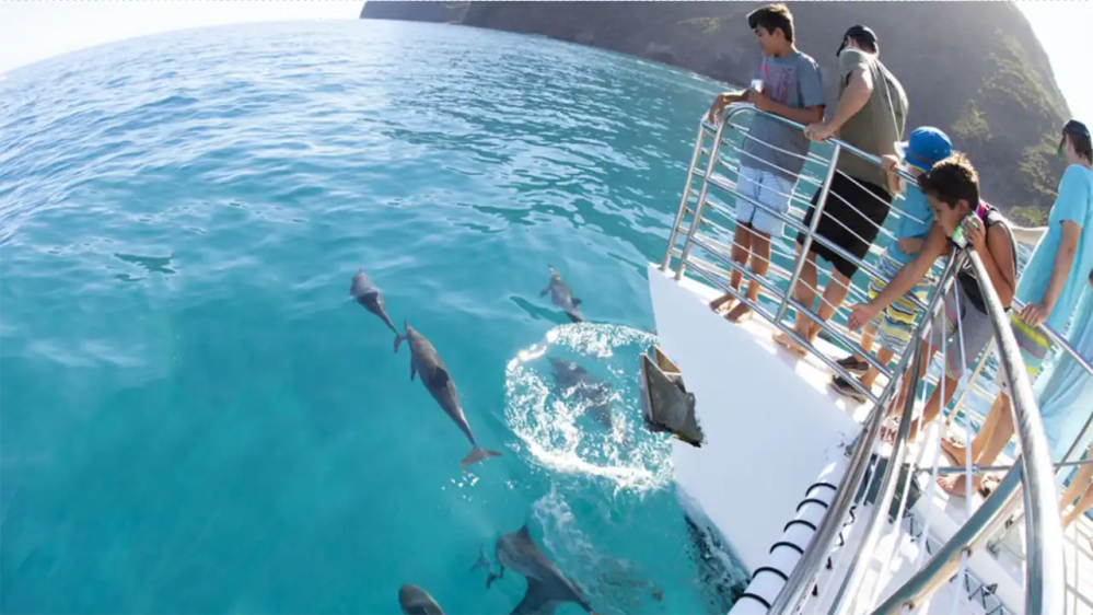 People on a boat watching dolphins swim in clear blue water.