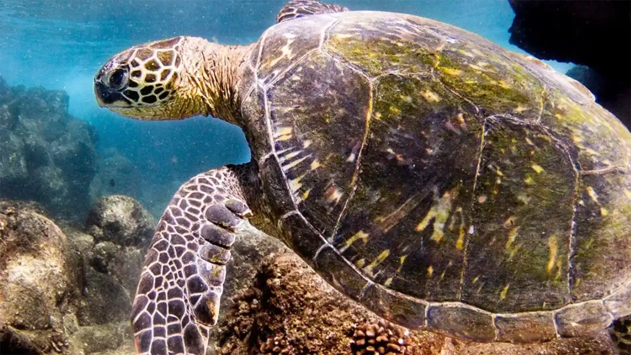 Sea turtle swimming underwater near rocks and coral.