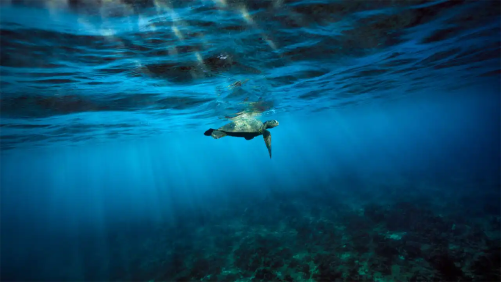 Sea turtle swimming underwater with sunlight streaming through blue water.