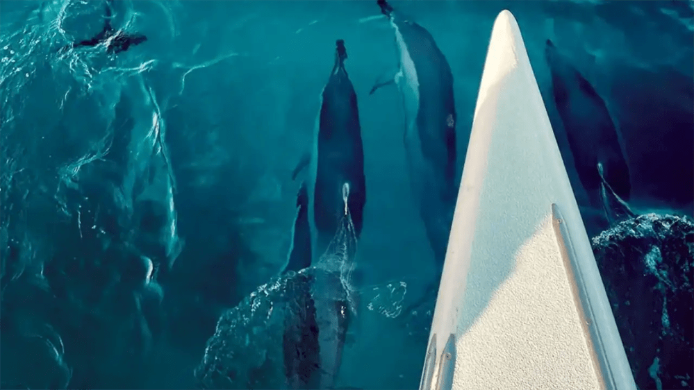 Dolphins swimming near the bow of a boat in clear blue water.