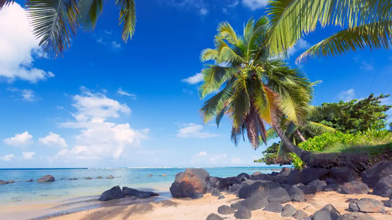Tropical beach with palm trees, rocks, and blue sky.